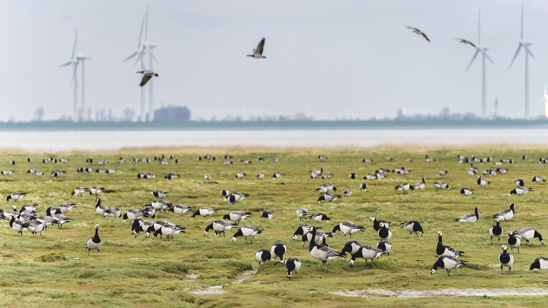 Acht tips om vogels van je drone weg te houden